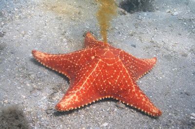 Real Monstrosities: Red Cushion Sea Star