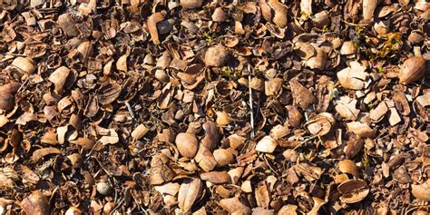 Pecan Shell Mulch Pros and Cons: Is It Beneficial For Plants