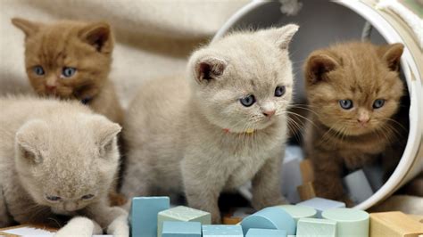 Brown White British Shorthair Kittens Are Playing With Plastic Box HD ...