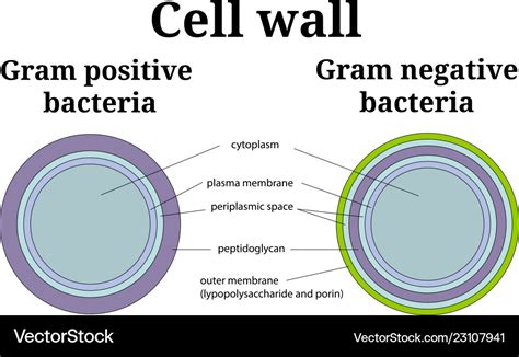 Bacteria cell wall gram positive and negative Vector Image