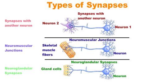 Synapses Types And Structure - Bank2home.com