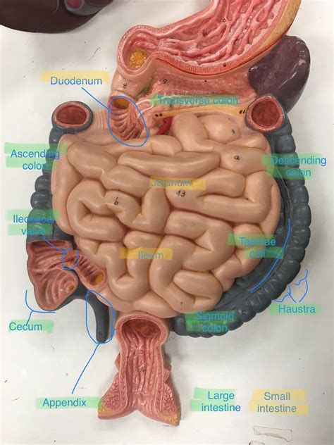 Small and large intestine labeled