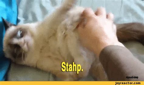 Fat Cat GIFs - Find & Share on GIPHY