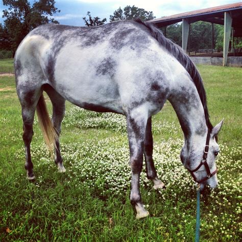 Grey Paint Canadian Sporthorse | Sport horse, Horses, Grey paint