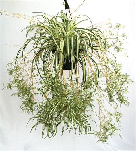 Best Indoor Plants For Every Room | The Dirt Blog | Stauffers