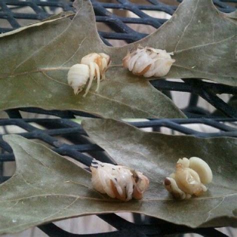 Carpenter bee larvae. Good to know so I don't accidentally kill any of ...