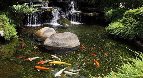 Koi Pond Maintenance & Servicing - Aquatech Aquarium Service