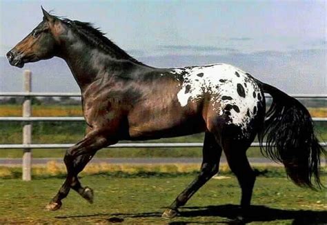 Blanket Appaloosa Beautiful Creatures, Animals Beautiful, Cute Animals ...