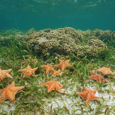 Red Cushion Sea Star (Oreaster reticulatus) - ANGARI Foundation