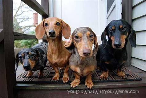 Are Miniature Dachshund Noisy