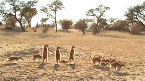 Meet the Meerkats