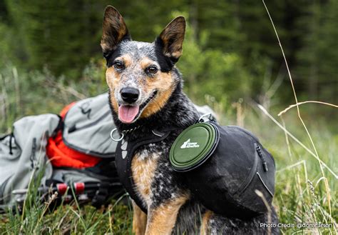 Dog Hiking Gear: A Guide for the Trails