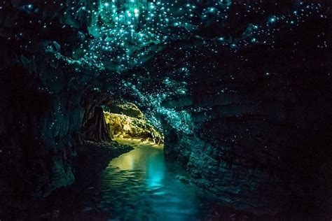 10 Dazzling Glowworm Cave Images - Fontica Blog