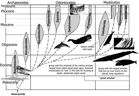 Evolution of dolphins - Dolphin Way