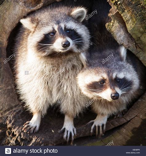 Raccoon Nest Stock Photos & Raccoon Nest Stock Images - Alamy