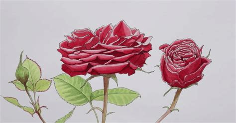 Dessiner une rose et garder une fleur qui ne se fanera jamais ...