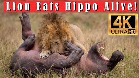 Male Lion Hunts and Kills Hippo During the Great Migration in the Mara ...