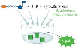 Glycosyltransferase Activity Kit EA001: R&D Systems