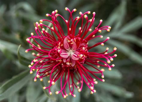 Alan Titchmarsh: Grevillea, the winter flower which can stop you in ...