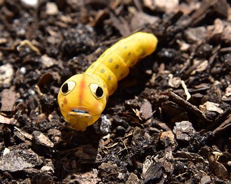 Spicebush Swallowtail Caterpillar Photograph by James Lloyd | Pixels