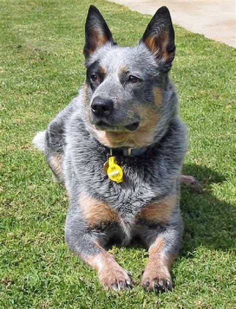 Australian Cattle Dog Mix Variants | All Dog Breeds | Blue heeler dogs ...