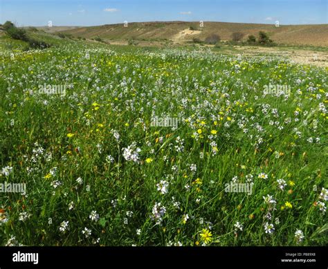 Negev woestijn in bloei; Negev desert in bloom; Israel Stock Photo - Alamy