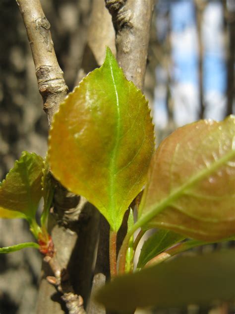 Plants Blog term 3: Populus nigra - Black poplar