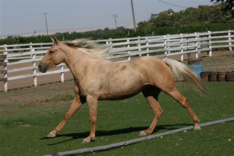 Palomino Mustang | Color Genetics