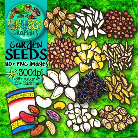 Vegetable Seeds & Seedlings Clip Art