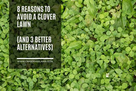 I've provided you with 8 solid reasons to avoid a clover lawn, but let ...