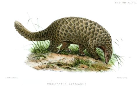 Giant Pangolin Facts For Kids & Adults: Pictures, Video & Information