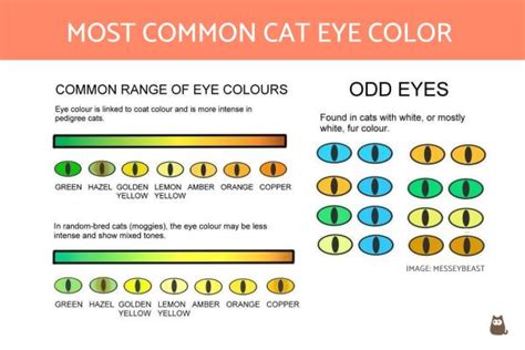 Most Common Cat Eye Color and Their Meaning - Cat Eye Colors Explained!