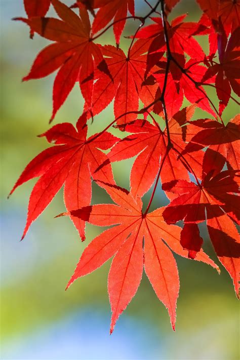 10 RED JAPANESE MAPLE Tree Bloodgood Ornamental Acer Palmatum Seeds | eBay