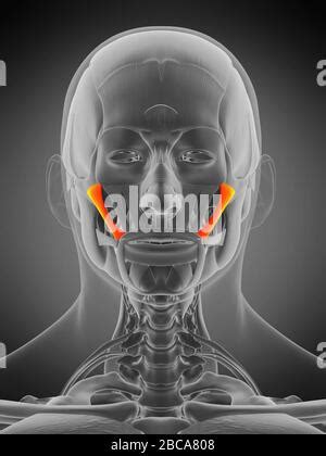 Illustration of the zygomaticus major muscle Stock Photo - Alamy