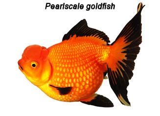 Goldfish Dropsy Disease Treatments