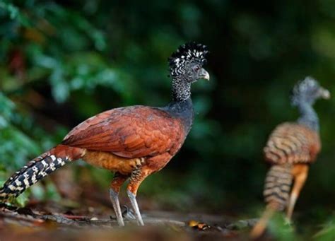 Great Curassow: Tropical Turkey