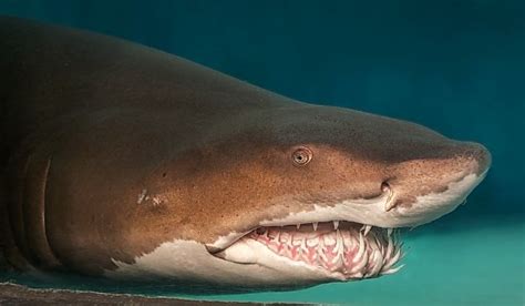 Sand Tiger Shark | Online Learning Center | Aquarium of the Pacific