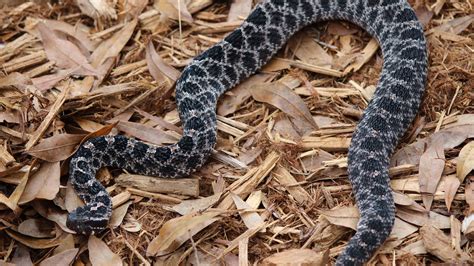 Dusky Pygmy Rattlesnake Attraction | Central Florida Zoo Animals