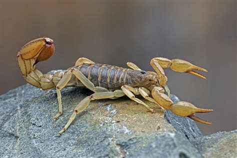 Scorpion Stings: Myths and Facts - Banner Health