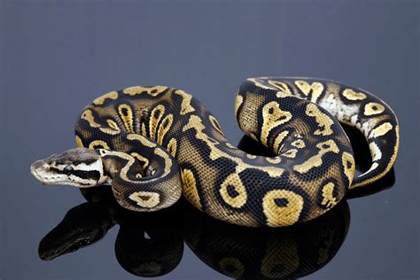 50 Ball Python Morphs: Types, Colors & Pictures (Ultimate List)