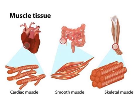 Types of Muscle Tissue | Orchard Health Clinic - Osteopathy ...