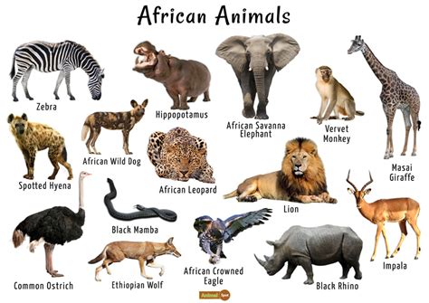 Desert Animals With Names Chart