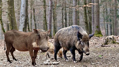 Warthog Vs Wild Boar Facts and Differences | Wild Animal facts - YouTube