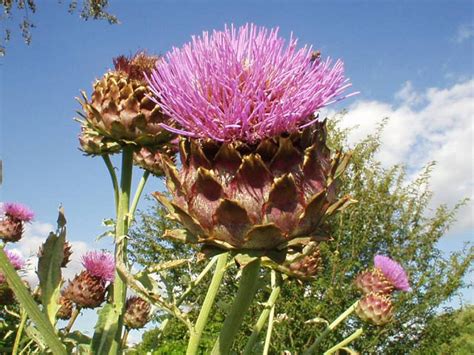 Cynara cardunculus | Best in Horticulture