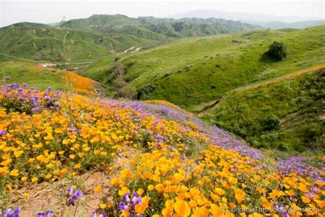 Where to See Wildflowers in Chino Hills State Park - California Through ...