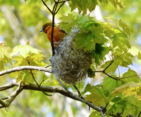 Baltimore Oriole (on nest) – 5/12/16 – Sharon Friends of Conservation