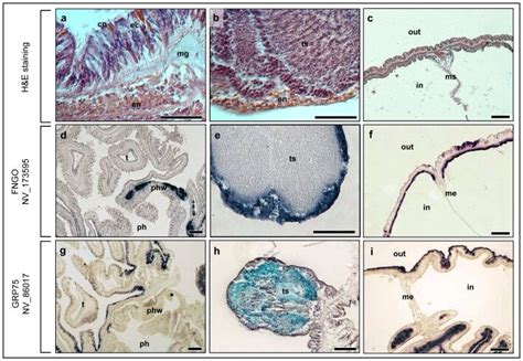 (a–c) H&E stained histology of the expressing tissues. (a) Pharynx: The ...