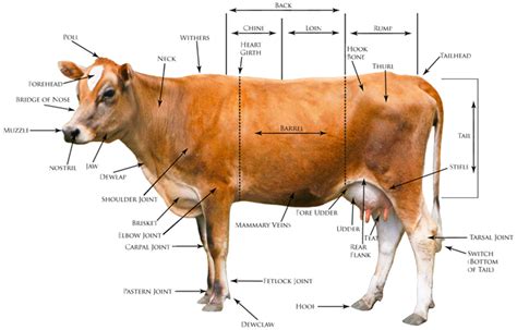 Cattle Judging Terms - Livestock Cattle