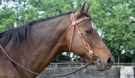 The Snaffle Bit: Types, When & How To Use It - Smarter Horse