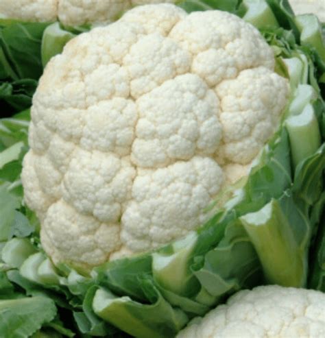 Cauliflower- Early Snowball - Seeds2Plate